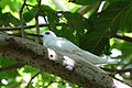 Oiseau sur l'Ile Aride aux Seychelles