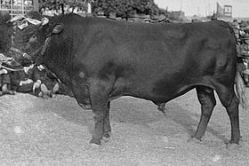 1950 januárjában odaítélt Illawarra bika.