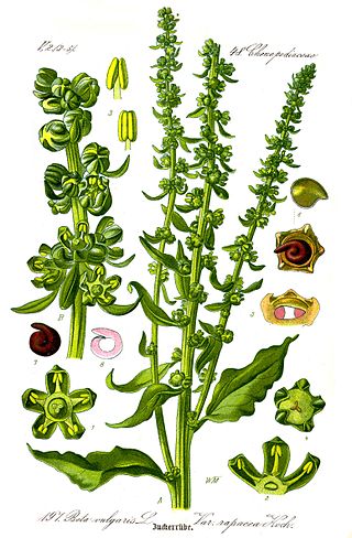 <i>Beta</i> (plant) Genus of flowering plants in the amaranth family Amaranthaceae