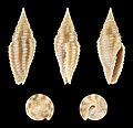 * Nomination Shell of a Mitre Snail, Imbricaria flammea --Llez 06:35, 6 August 2019 (UTC) * Promotion  Support Good quality. --Ercé 07:37, 6 August 2019 (UTC)