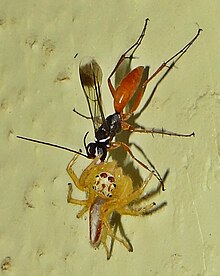 A spider wasp (Pompilidae) dragging a jumping spider (Salticidae) to provision her nest IndianSpiderWasp.JPG