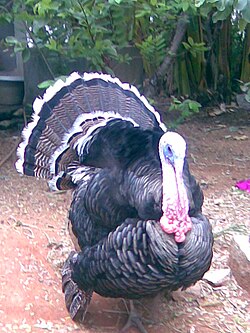 Indian Turkey.jpg