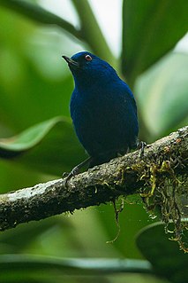 Indigo flowerpiercer