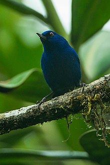 Indigo Flowerpiercer - Колумбия S4E9812 (22765133693) .jpg