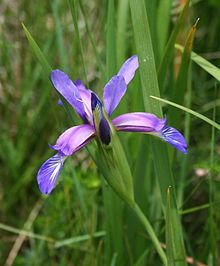 Iris graminea 3.jpg