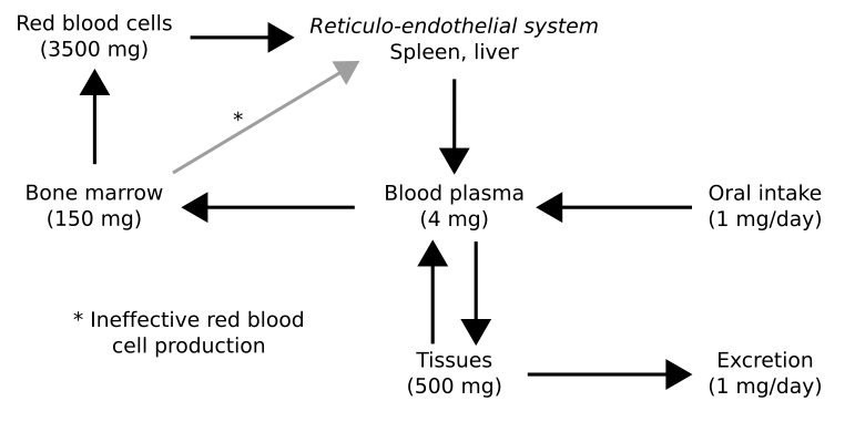 The normal distribution of body iron stores