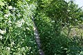 A very overgrown section of the Isle of Wight Coastal Path, near Niton, Isle of Wight.