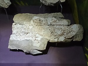 Kolme limittäin olevaa fossiloitunutta luurankoa.
