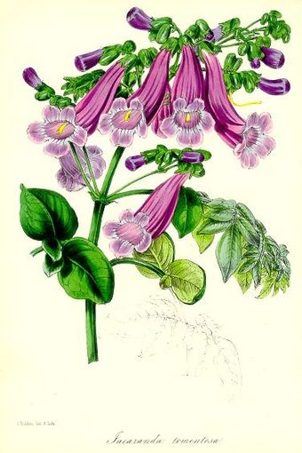 Jacaranda jasminoides, plate by Paxton, published in his "Magazine of Botany"