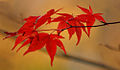 Japanese maple (Acer palmatum).