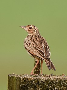 Jerdons Bushlark Kembali Sirudavoor TN India Jan21 D72 19599.jpg