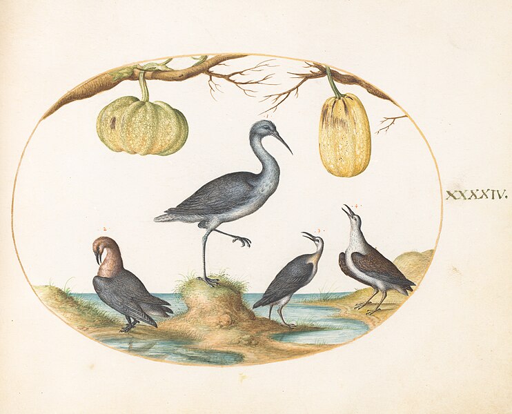 File:Joris Hoefnagel, Animalia Volatilia et Amphibia (Aier) - Plate XLIV, c. 1575-1580, NGA 69923.jpg