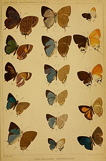 <i>Tajuria ogyges</i> Species of butterfly