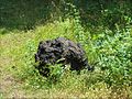 Bombe volcanique de la Roca Negra, Parc naturel de la zone volcanique de la Garrotxa, Province de Gérone, Catalogne, Espagne.