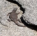 Chuckwalla.jpg commun juvénile