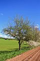 Streuobstbaum, Apfelbaum, Sorte Kaiser Wilhelm