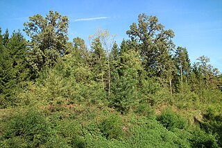 <span class="mw-page-title-main">Kaiserwald (Styria)</span> Forest area in Styria, Austria