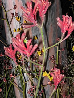 Description de l'image Kangaroo Paw plant garden show 1.jpg.