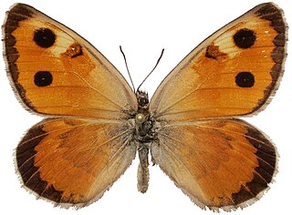 <i>Karanasa leechi</i> Species of butterfly