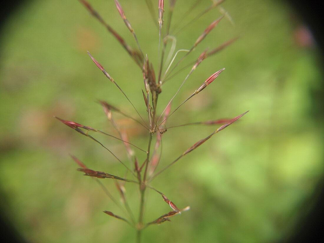 Chrysopogon aciculatus