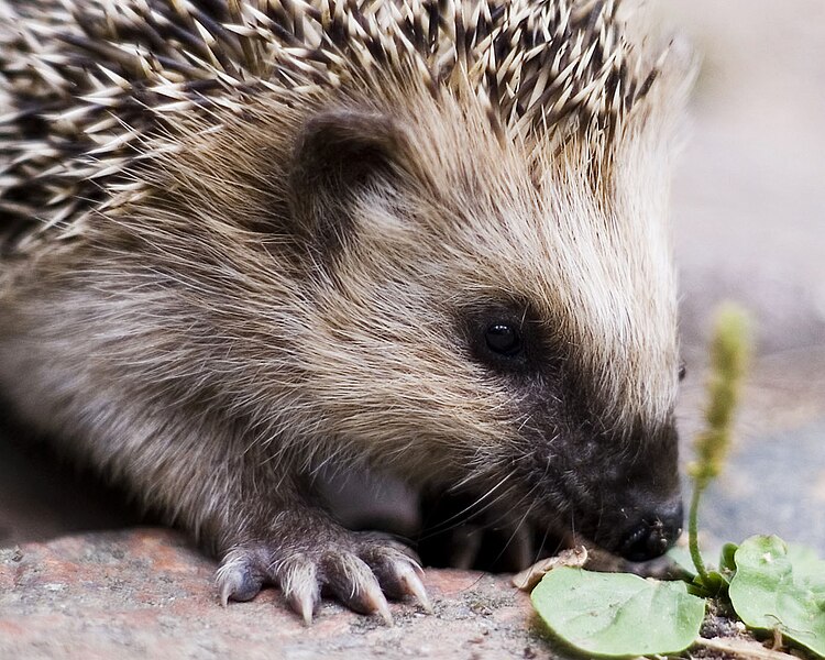 File:Keqs young european hedgehog1 crop.jpg