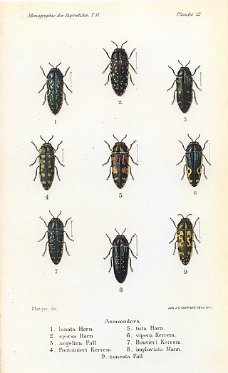 <i>Acmaeodera pubiventris</i> Species of beetle