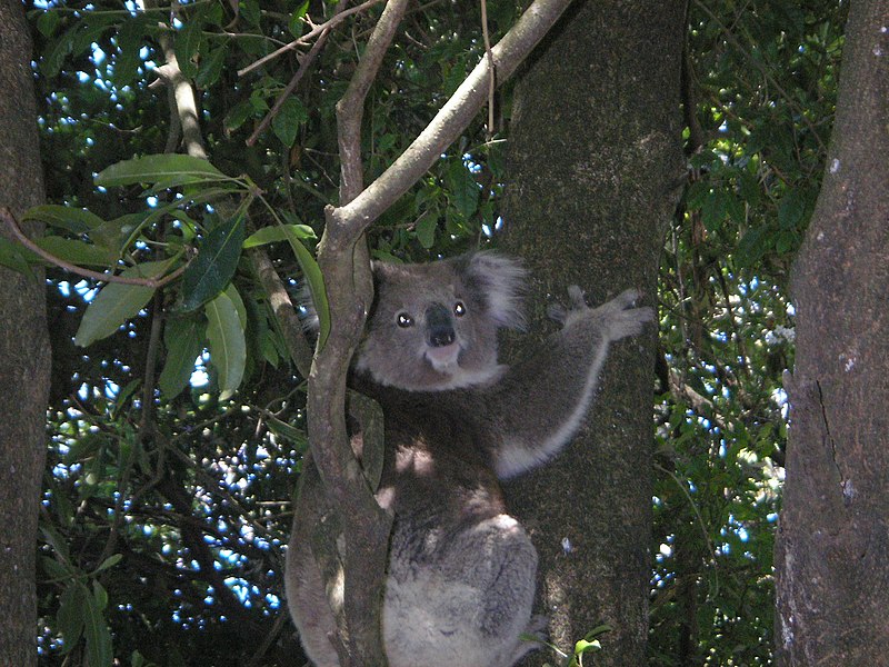 File:Koala in a tree at a caravan park in Somers.jpg