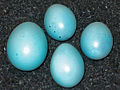 Cuculus canorus eggs, Phoenicurus phoenicurus eggs
