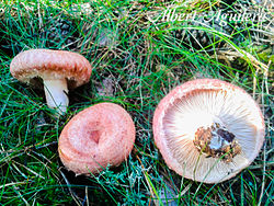 Lactarius Torminosus