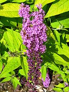 LS Buddleja Moonshine.jpg