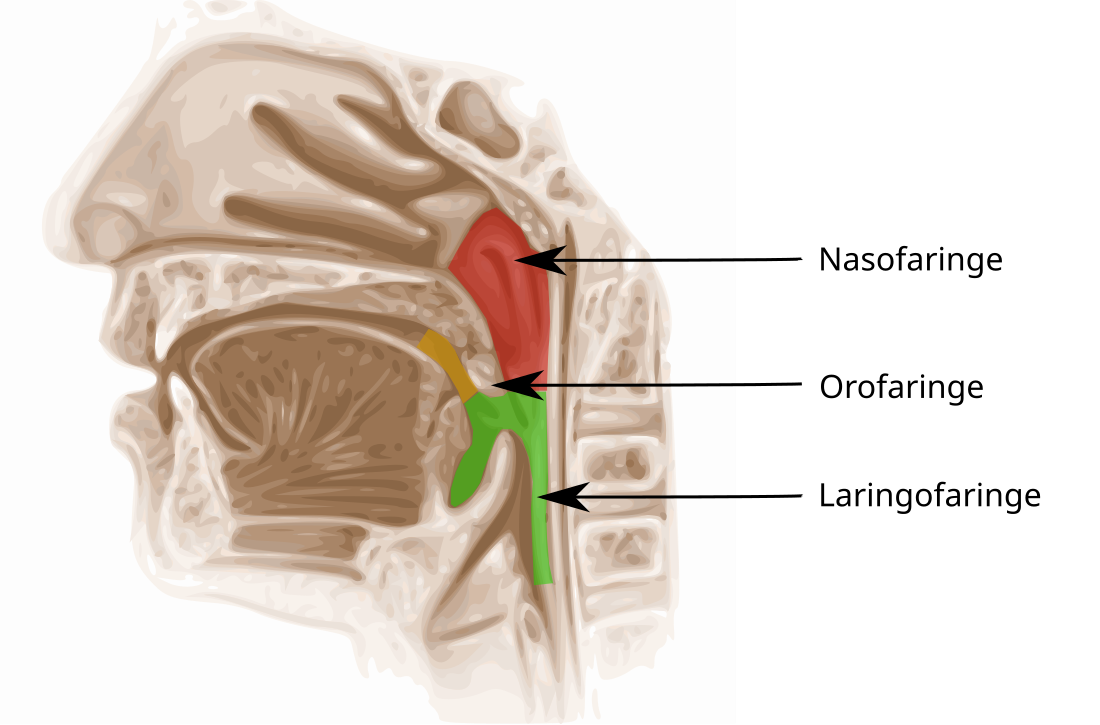 Orofaringe