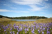 Paysage d'été du Lac des Pises