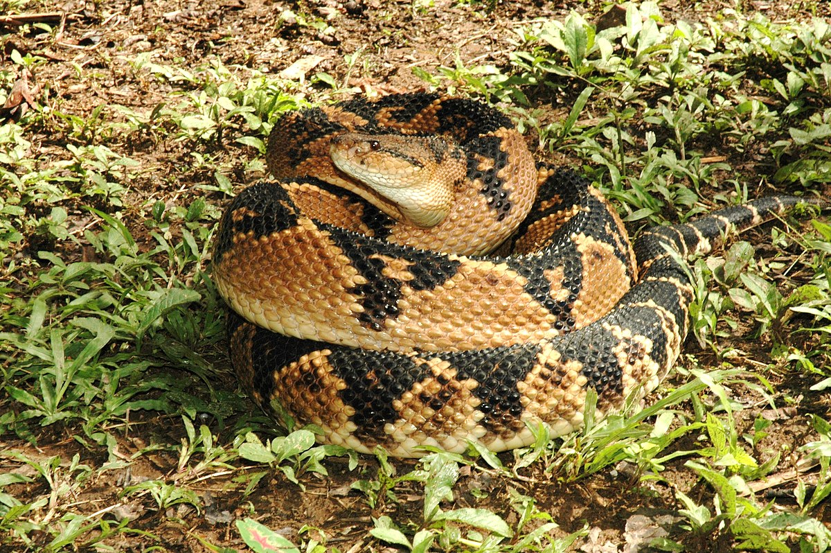 Surucucu - características, ecologia - Cobras - InfoEscola