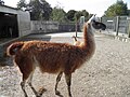 Le jardin du Moulin Neuf : lama.