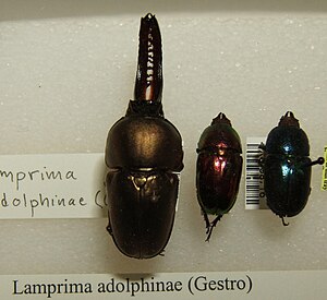 Lamprima adolphinae sjh.jpg