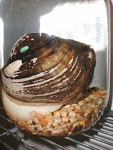 Lampsilis cardium.jpg