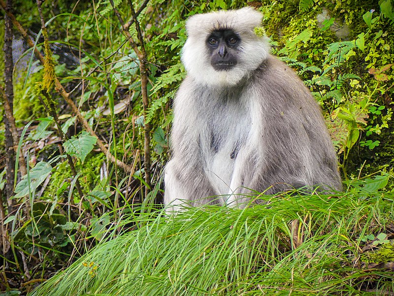 File:Langur (49011168398).jpg