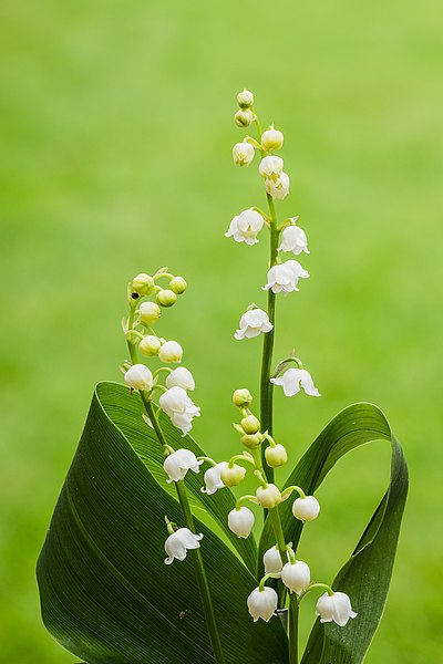 File:Lelietje-van-dalen of meiklokje (Convallaria majalis). 14-05-2021 (actm.) 02.jpg