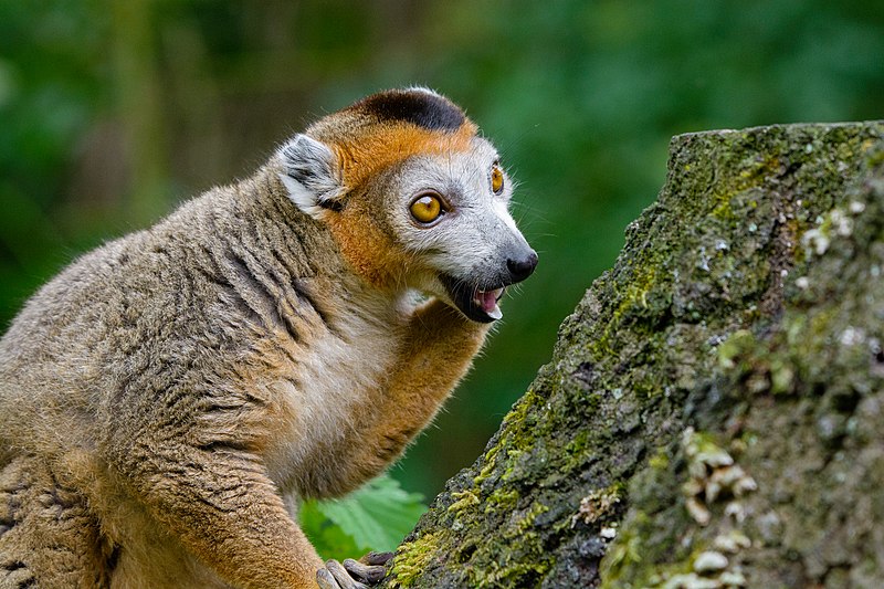 File:Lemur (41726862115).jpg