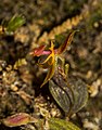 Lepanthes hexapus