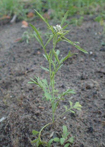 File:Lepidium sativum kz01.jpg