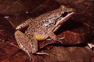 <i>Leptodactylus notoaktites</i> Species of frog