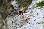 Thumbnail for Leptomyrmex tibialis