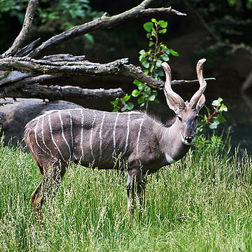 Kudu małe