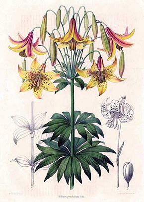 Bildebeskrivelse Lilium canadense - Annals of the Royal Society of Agriculture and Botany of Ghent, Horticultural Journal av Charles Morren.jpg.