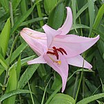 Lilium japonicum (flower s10).jpg