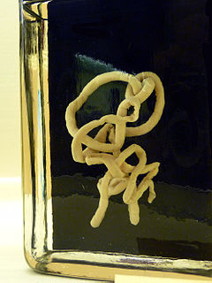 <i>Lineus longissimus</i> species of worm