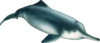 Baiji, or Chinese River Dolphin