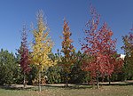 Miniatura para Liquidambar styraciflua