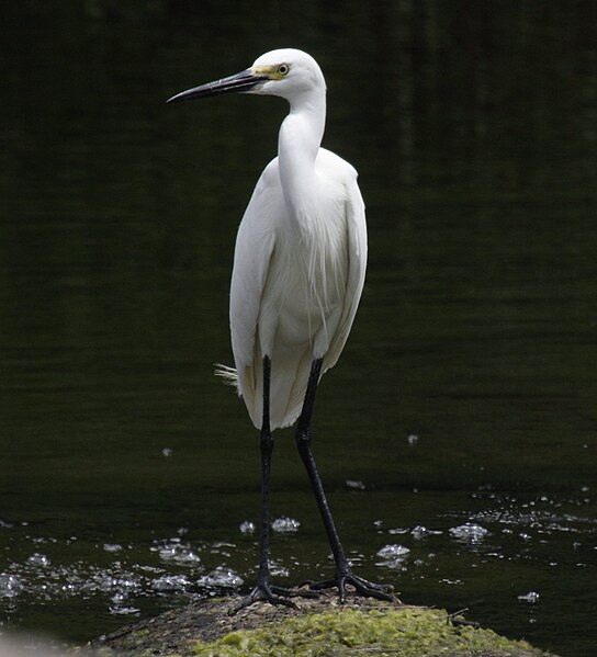 File:Little egret day08.jpg